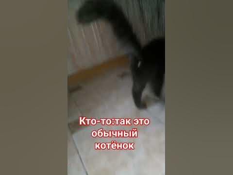 мой кот реально маинкун - YouTube