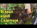 Вскрытие короба с картошкой и активной мульчёй!