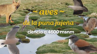 observando aves en jujuy - ¿cómo es hacer ciencia a 4600 msnm?