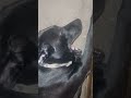 nipsey tantrum