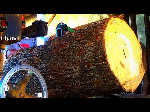demirhindi ağacının kesilmesi|Java'dan güçlü okaliptüs|Endonezya kereste fabrikası