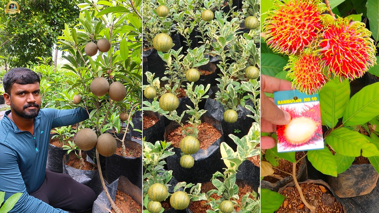 Variegated ചെറുനാരങ്ങയും 10 എണ്ണം 1 കിലോ തൂക്കം വരുന്ന Rambutans നും ! ലക്ഷക്കണക്കിന് പഴച്ചെടികൾ 😲