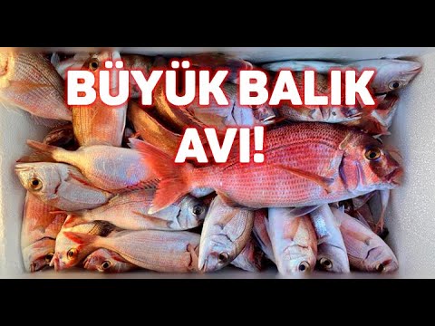 MARMARA DENİZİ'NDE BÜYÜK BALIK AVI! || Murat Öztek ile Balık Avı!