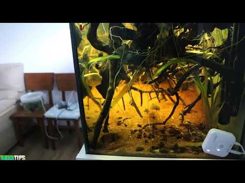 ¿DESMONTAR el ACUARIO para SALVAR a todas estas CRÍAS? || AquaTips