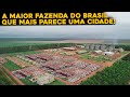 CONHEÇA POR DENTRO DA FAZENDA RONCADOR - MAIOR FAZENDA DO BRASIL!