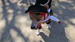 Dog Costume Adorable