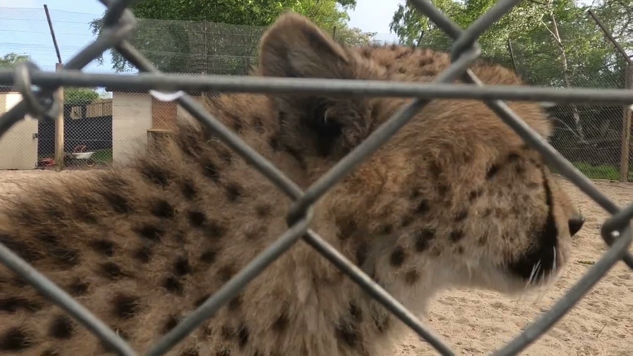 five sisters zoo photography night. One friendly cat.