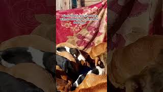 Kindly Consider Visiting My Shelter Through My Whatsapp Number In Bio To Know More About Our Shelter