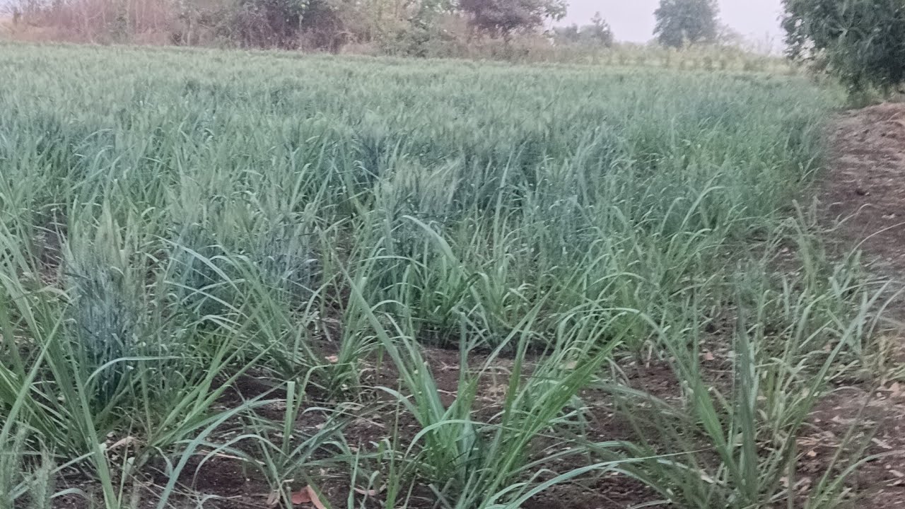 हे तुम्हाला माहीत असायला हवं..🤔💯✅👉#श्री स्वामी समर्थ#bhakti#games#puzzles#viral#trending