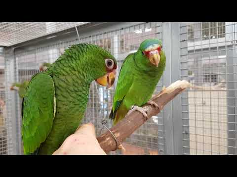 Amazone à front blanc "Amazona albifrons nana" - Apprivoisé, EAM 2019