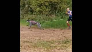 Pledran2022 World Champion Canicross