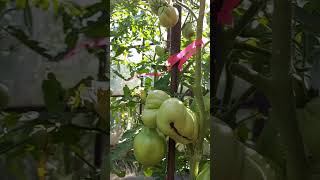 урожайные сорта томатов в открытом грунте на Урале