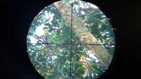 Pest control || berburu hama tupai