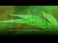 Zambia Legalizes Growing Cannabis