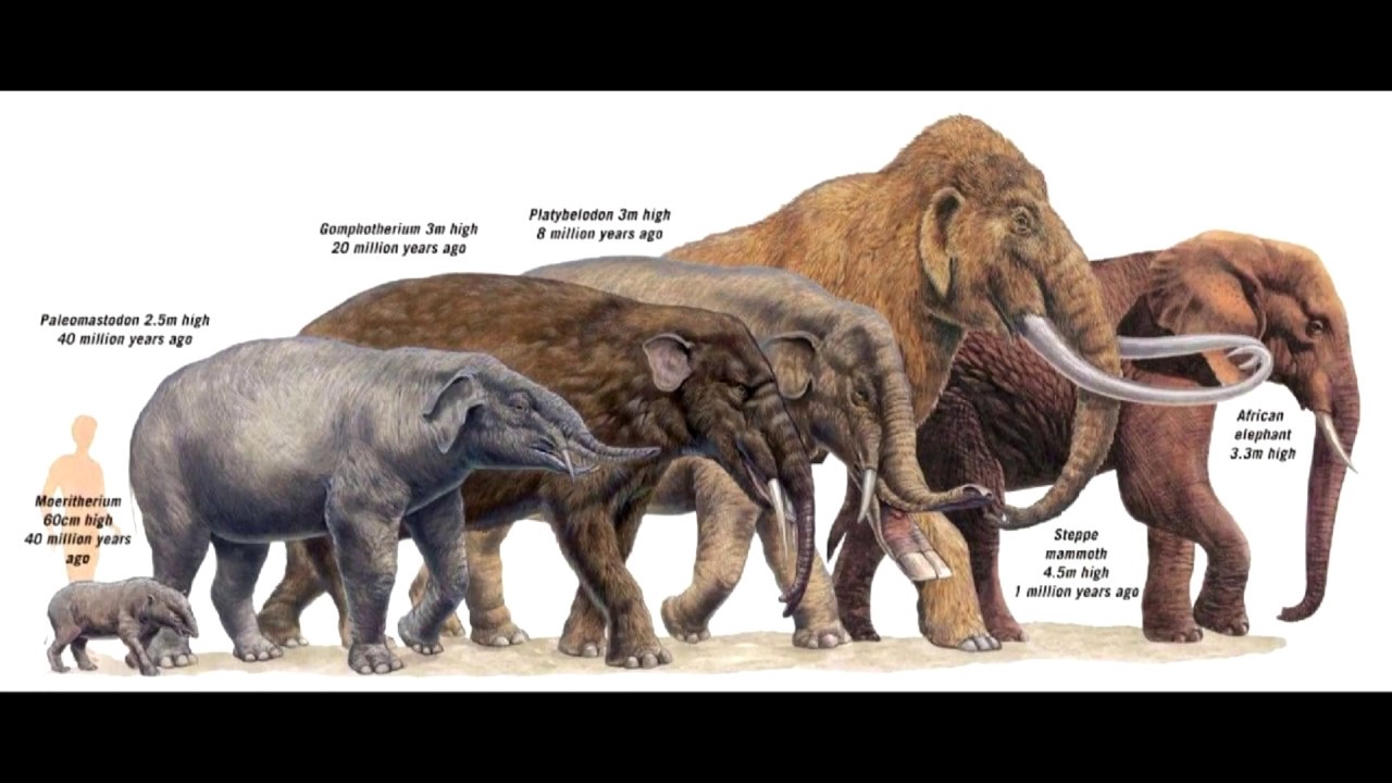 Elefant Evolution