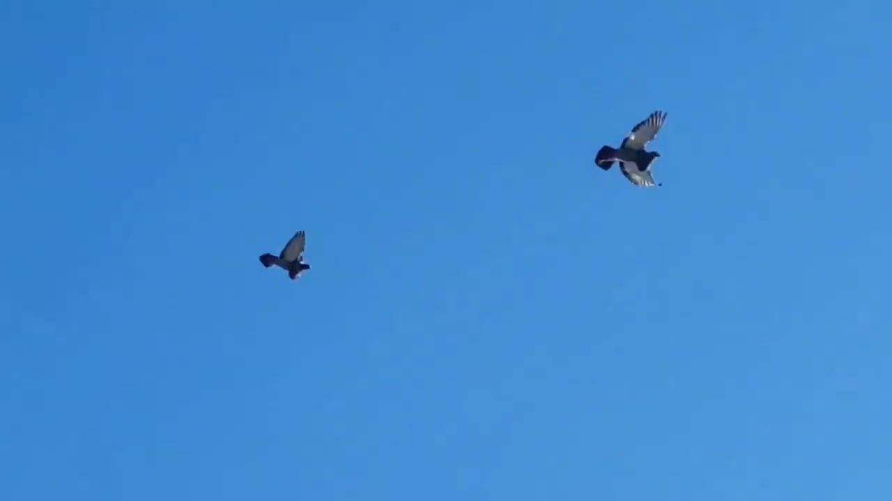 Laudinos en Vuelo. Antonio RODRIGUEZ