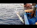 Catching King Fish, Mangrove Jack &amp; Grouper Fish in the Deep Sea