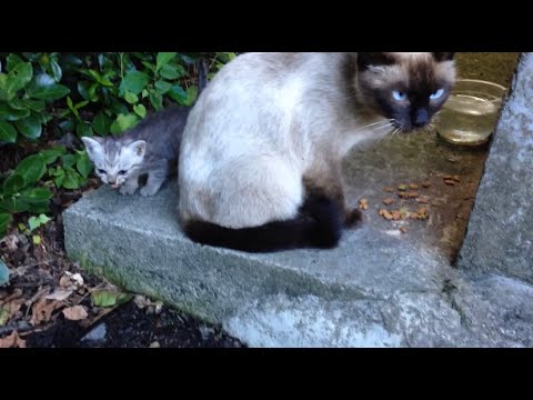 子猫の頃のシマ トラとシャム子母ちゃん Siamese Cat Mam Tabby Kittens Youtube 子猫の頃のシマ トラとシャム子母ちゃん Siamese Cat Mam Tabby Kittens Youtube