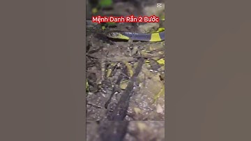 Khi Gặp Loài Rắn Này Bạn Nên Tránh Càng Xa Càng Tốt Nhé #shorts #snake #rắn