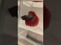 The King of Betta 👑 #seaanimals #bettafish #ekmotahathighumechala #aquarium #betta