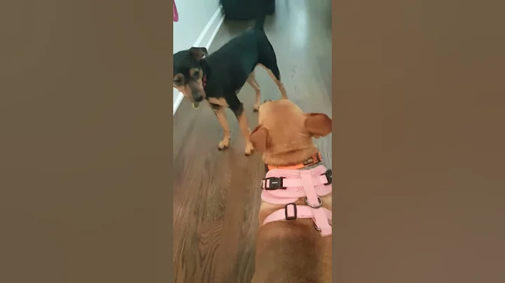 Buddy the min pin survives wasp sting