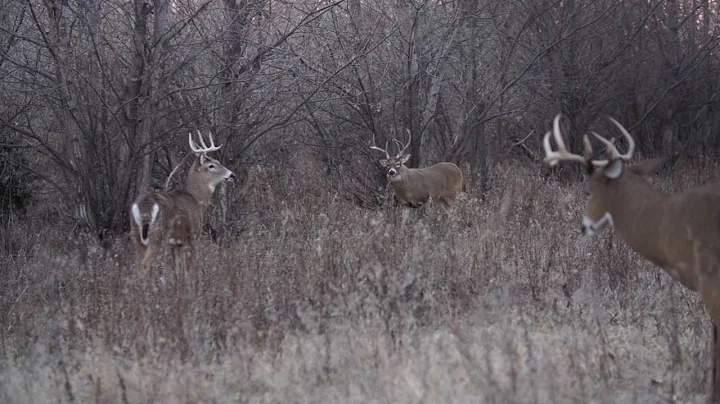 Hunting Illinois Deer- Kelly's Wish Comes True- Web Promo- Winchester Deadly Passion