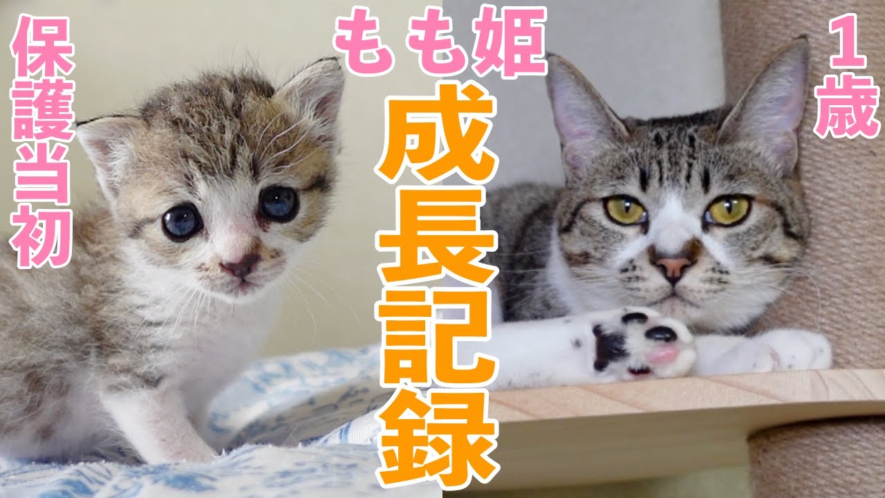 もも姫が我が家にやってきてから1年間の成長記録 - YouTube