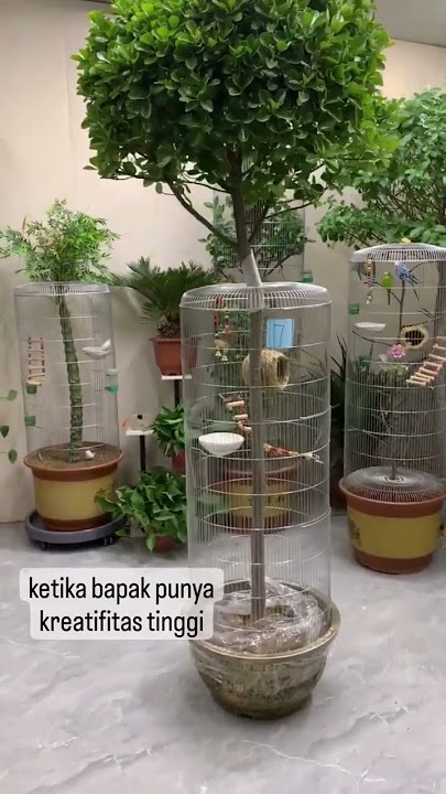 murah tapi wahh#elegant#aviarymini#burungkicau#kandangburung#aviary#shorts