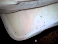 Bed bugs