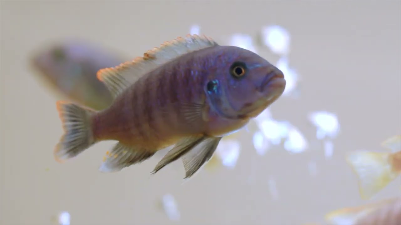 🍽️ Корм ​​для рыб Tetra Species-Special: правильное питание для каждой рыбы