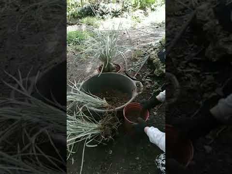 Vídeo: Care Of Ribbon Grass: com plantar plantes de Ribbon Grass