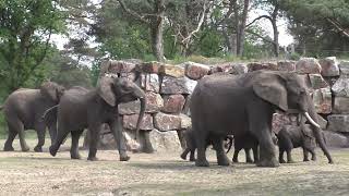 African Elephants and their babies go into their new habitat in Safaripark Beekse Bergen!