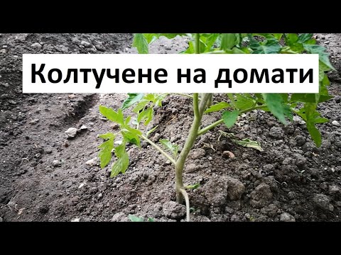 Видео: Ядливи ли са крехките стъбла?