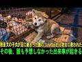 秋田犬の子犬が足に絡まった鉄のワイヤーから老女に救われた…その後、誰も予想しなかった出来事が起きる