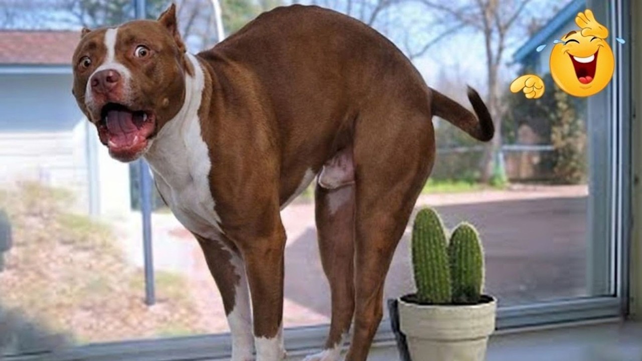 HILARIOUS DOGS Being Weird 🤪 NEW Funniest Dogs Video 2026