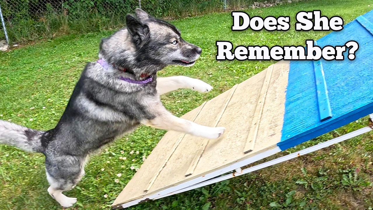We're FINALLY Back at Dog Agility! (Can My Huskies Remember Anything?!)