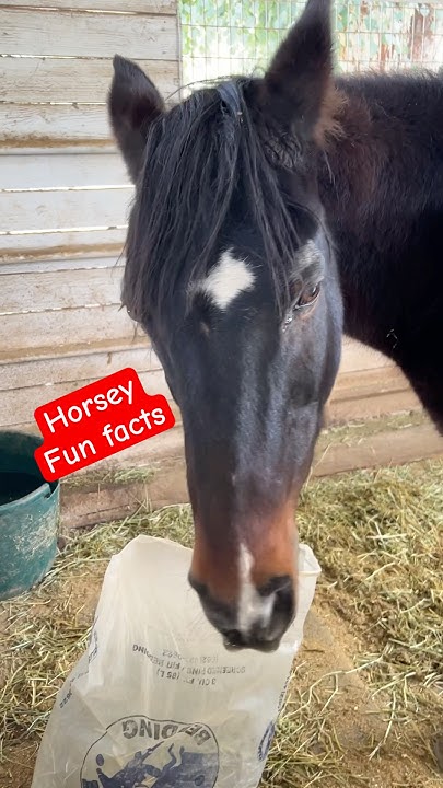 Can horses smell far away? How do horses detect predators? Can a horse