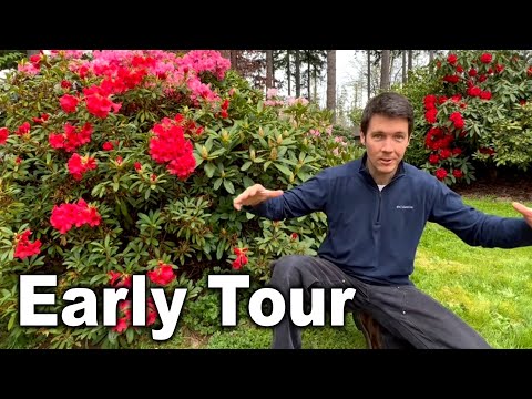 Video: Pacific Rhododendron Info: Tipps für den Anbau von California Rosebay