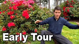 How to Plant Rhododendrons in Your Landscape: Garden Tips | Early Season Garden Tour