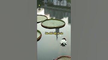 Sự Sống và Sự Ch.ết [#.7] #loiphatday #foryou #cuocsong