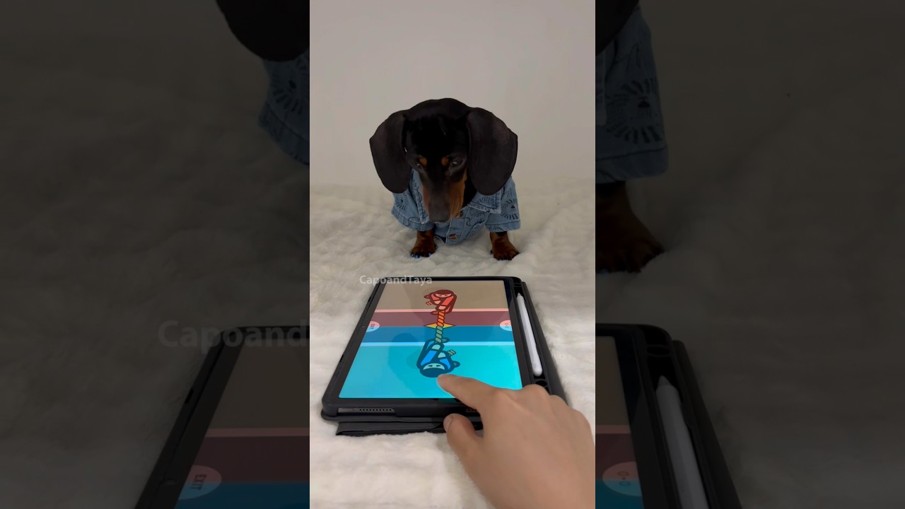 Dachshund knows how to act #dog #dogs