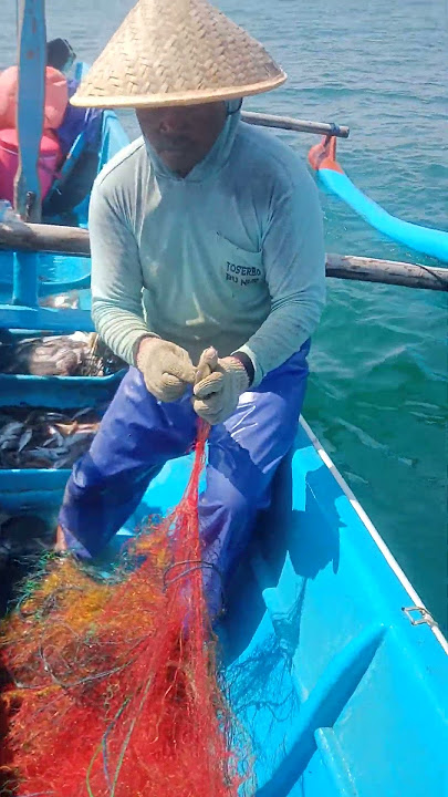 Melepas udang jerbung dari jaring #shorts