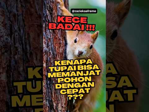 Video: Apakah tupai memanjat pohon?