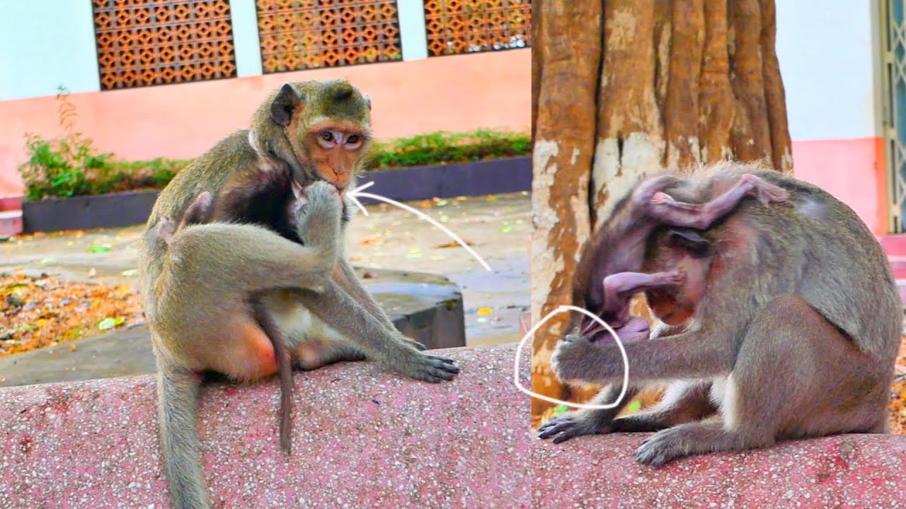 Funny but pi-t-y...When mommy monkey MESSI don't wants her baby monkey ...