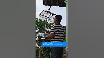 #shorts Menikmati Proses Perkembangan Cendet Tombo Ati Isian Gereja Tarung dan Tengkek Buto