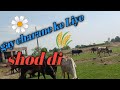 Researched to graze cows  gay charane ke liye shod di  shahzeb munir vlog