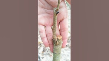 Ghép cây giống vải thiều còn sống Gần đây có nhiều bạn muốn xem video trực tiếp thì tại đây. # 果树 g