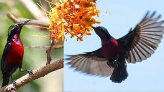 Download Mengintip Kicauan Burung Kolibri Ninja Di Alam Liar Video MP3 Mengintip Kicauan Burung Kolibri Ninja Di Alam Liar