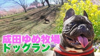 成田ゆめ牧場のドッグランで飼い主まで大はしゃぎ Youtube