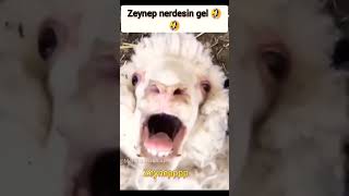 Zeynep Emine Emine Emine